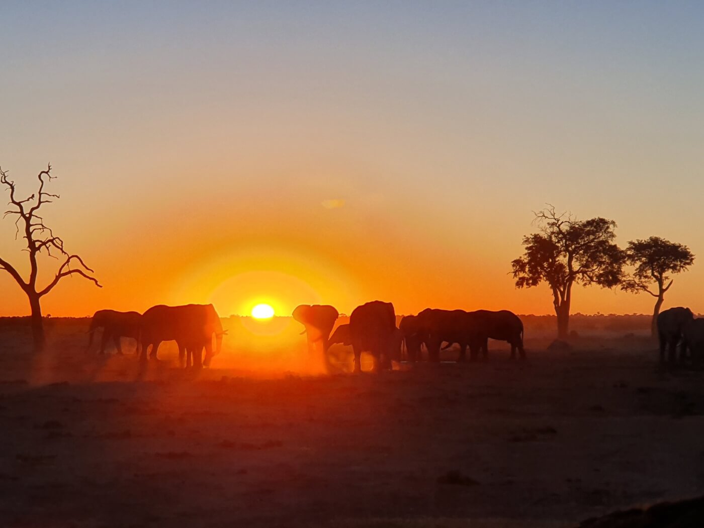 World Vegan Travel Elephants at sunset Botswana scaled PETA Names Its Top 5 Vegan African Safaris