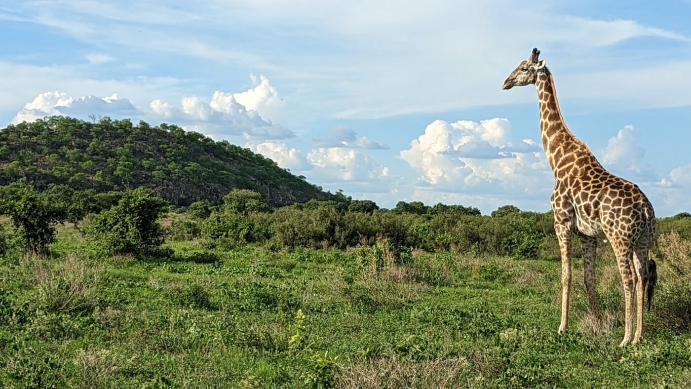 giraffe spotted on a vegan African safari