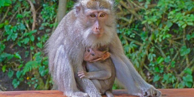PETA Exposé: The CDC Risks Epidemic by Letting Diseased Monkeys Into the U.S.