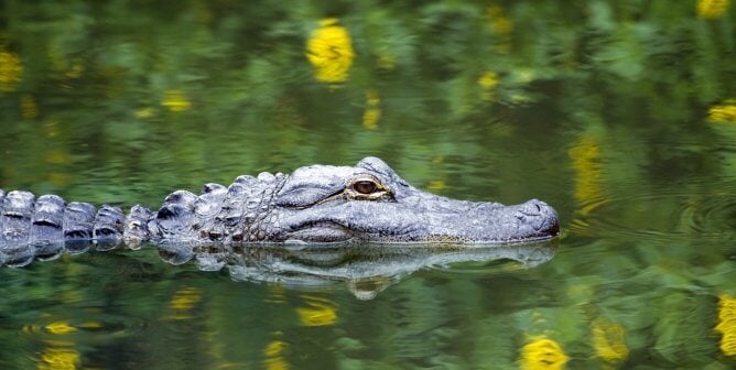 American Alligator Swimming in Everglades