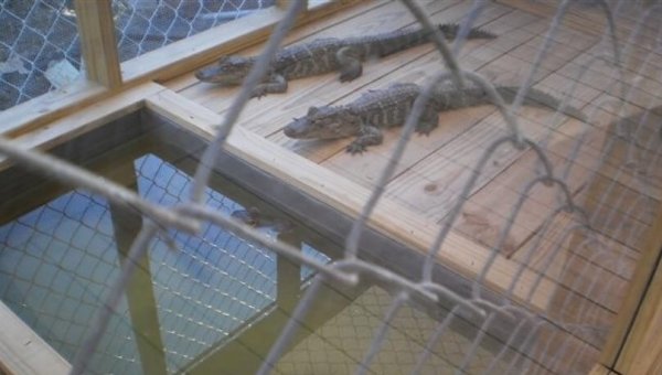 Tell NHL to Leave Alligators out of ‘All-Star Weekend’!
