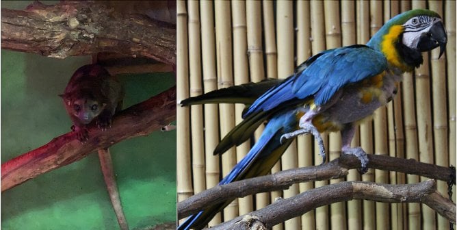 kinkajou and macaw photographed at seaquest in layton, utah