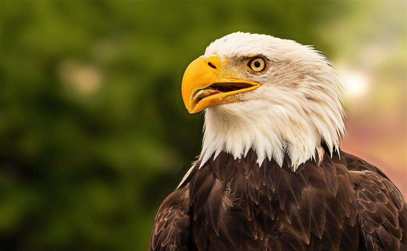 bald eagle portrait with nature in background