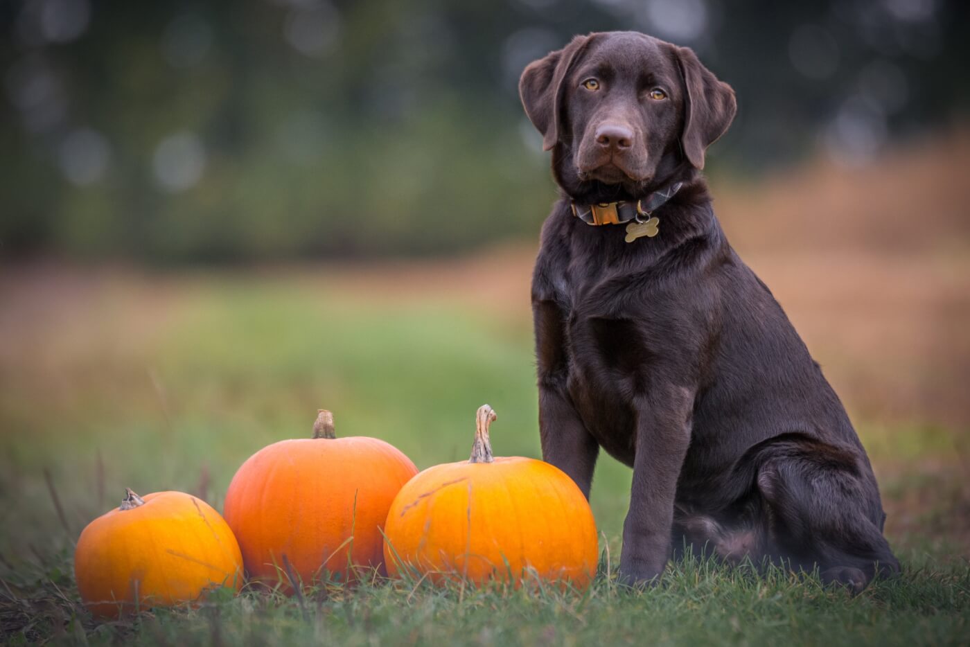 a dark brown short haired dog standing next to three pumpkins, with no dog costume on