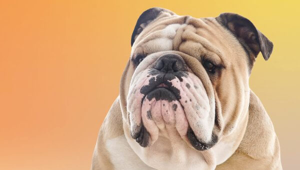 Urge the University of Georgia to Stop Bullying Dogs