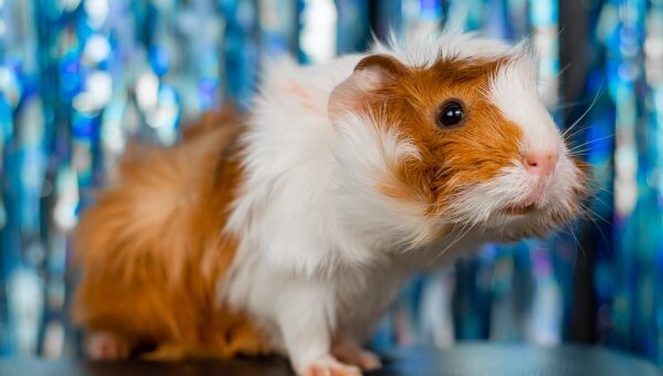 Victory! PETA Sways Medical Charities to Ban Animal Tests