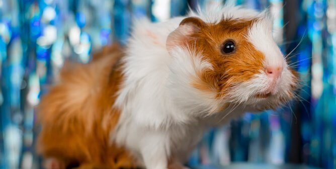 Victory! PETA Sways Medical Charities to Ban Animal Tests