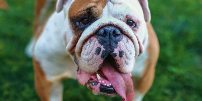bulldog large feature image green background