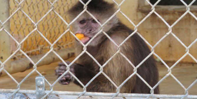 Monkey Escape! Feds Slap Suncoast Primate ‘Sanctuary’ With Critical Citations