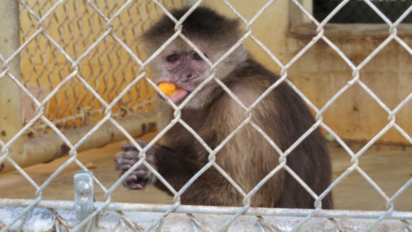 Capuchin monkey temporarily escapes dismal roadside zoo called Suncoast Primate 'Sanctuary'