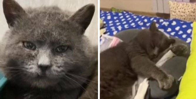 Ukrainian cat before and after rescue