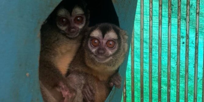 two squirrel monkeys look out of tiny dirty enclosure