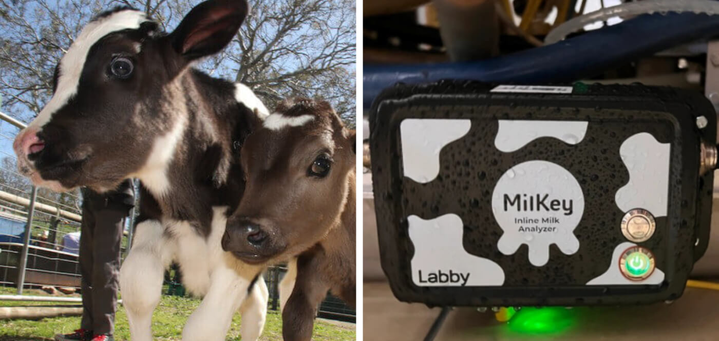 a side-by-side comparison of a calf and mother cow next to an inline milk analyzing device