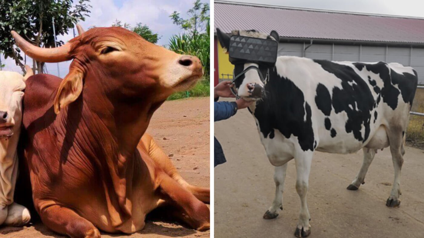 a side-by-side image comparison showing a picture of a happy cow next to a cow with virtual reality goggles on.