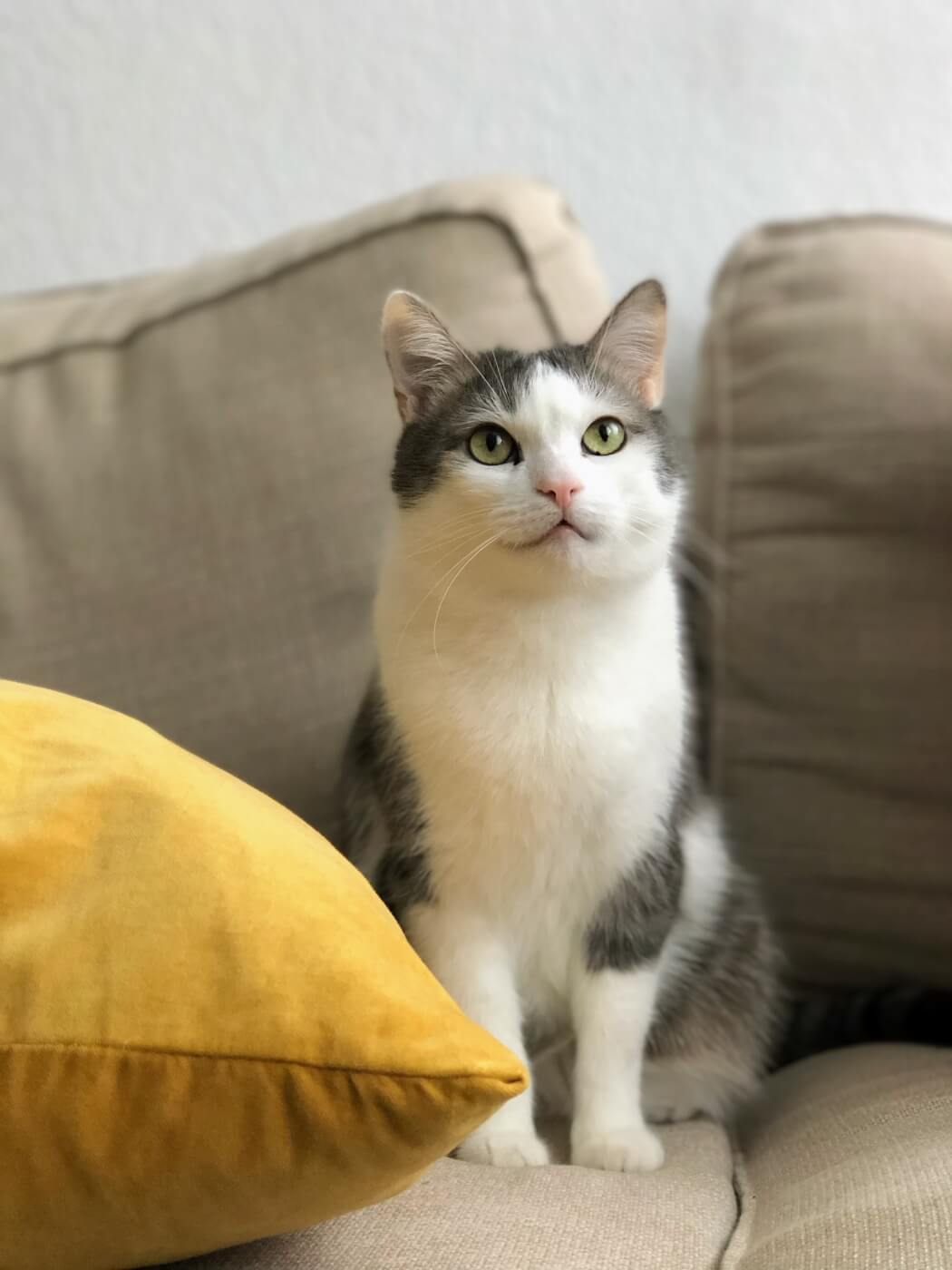 A gray and white cat sits on a couch next to a yellow pillow