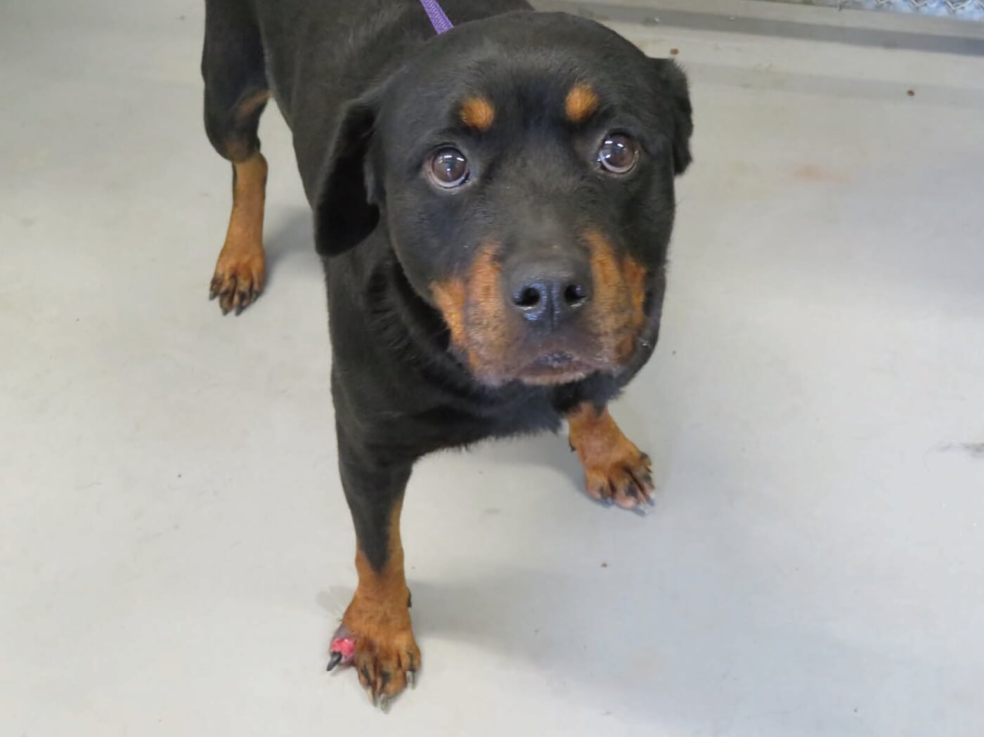 dog with untreated foot injury at blue ridge kennel in Alabama