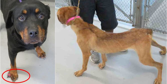 PETA Files Criminal Complaint After Sick, Starving Dogs in Alabama Lab Denied Vet Care