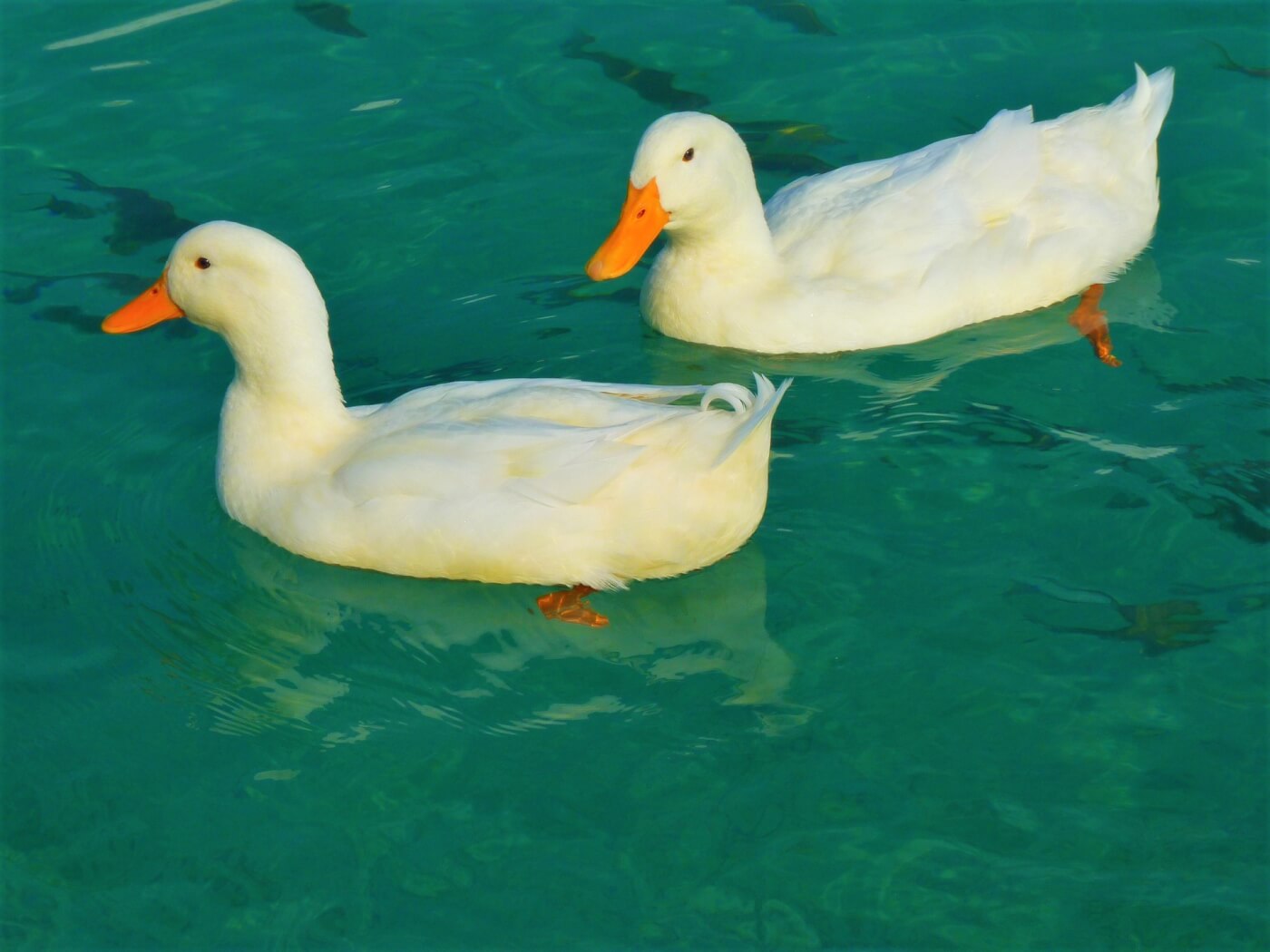 two white ducks on bright blue water