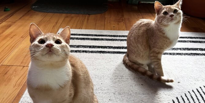 You Bring the Popcorn; They’ll Bring the Fun—Meet Two Adoptable Film Buffs