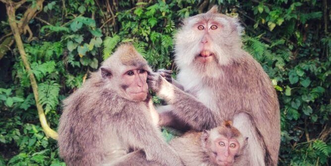 Companies Cited After PETA Uncovers Monkeys Illegally Shipped Across the U.S., Destined for Torment in Labs