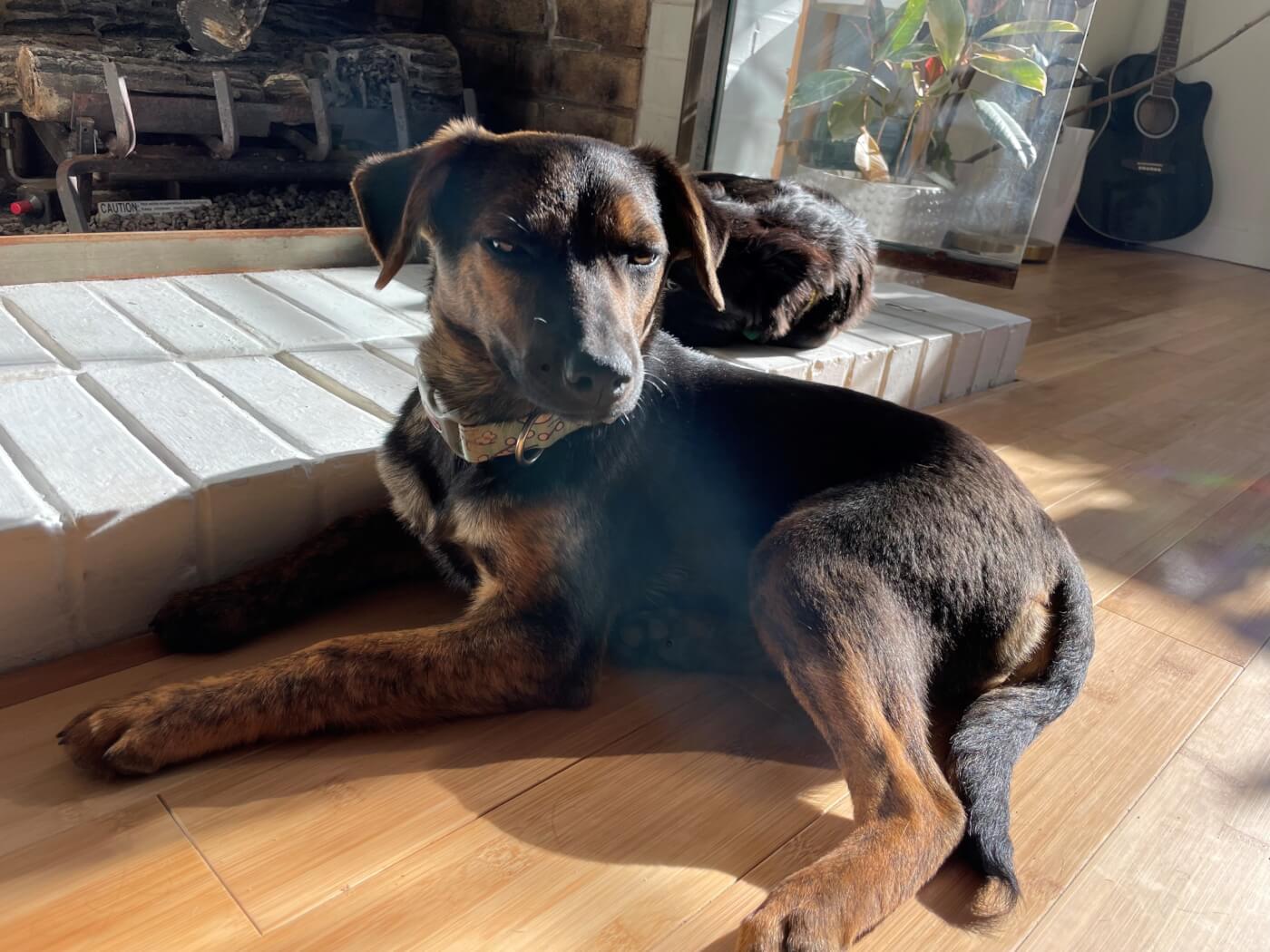 A brown puppy named Georgina lies on the floor in the sun