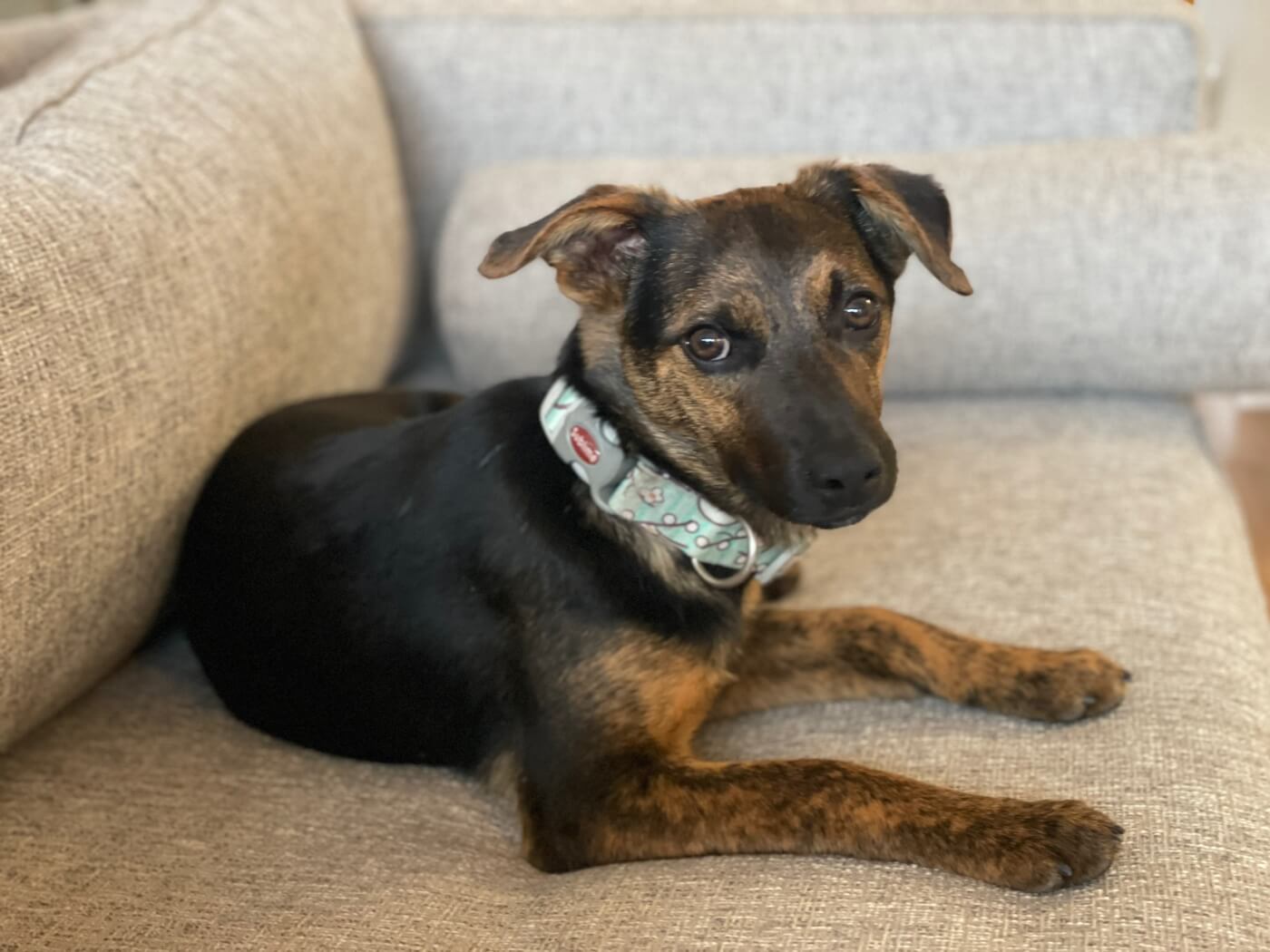 A brown puppy named Georgina lies on a couch