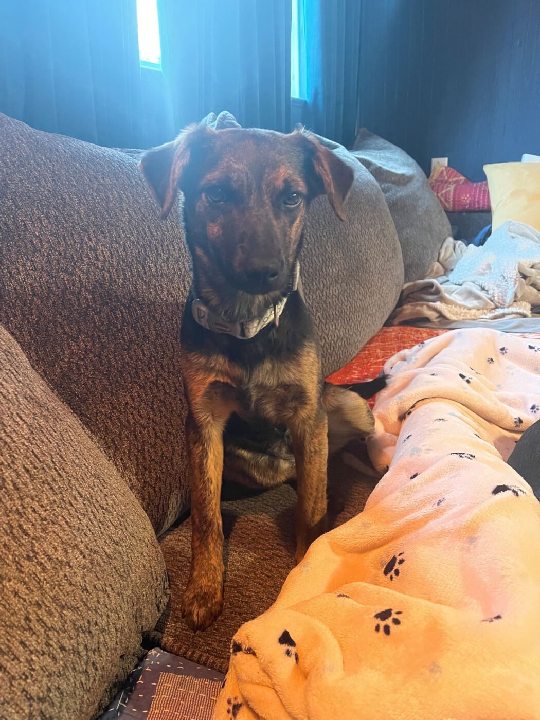 A brown puppy named Georgina sits on the couch