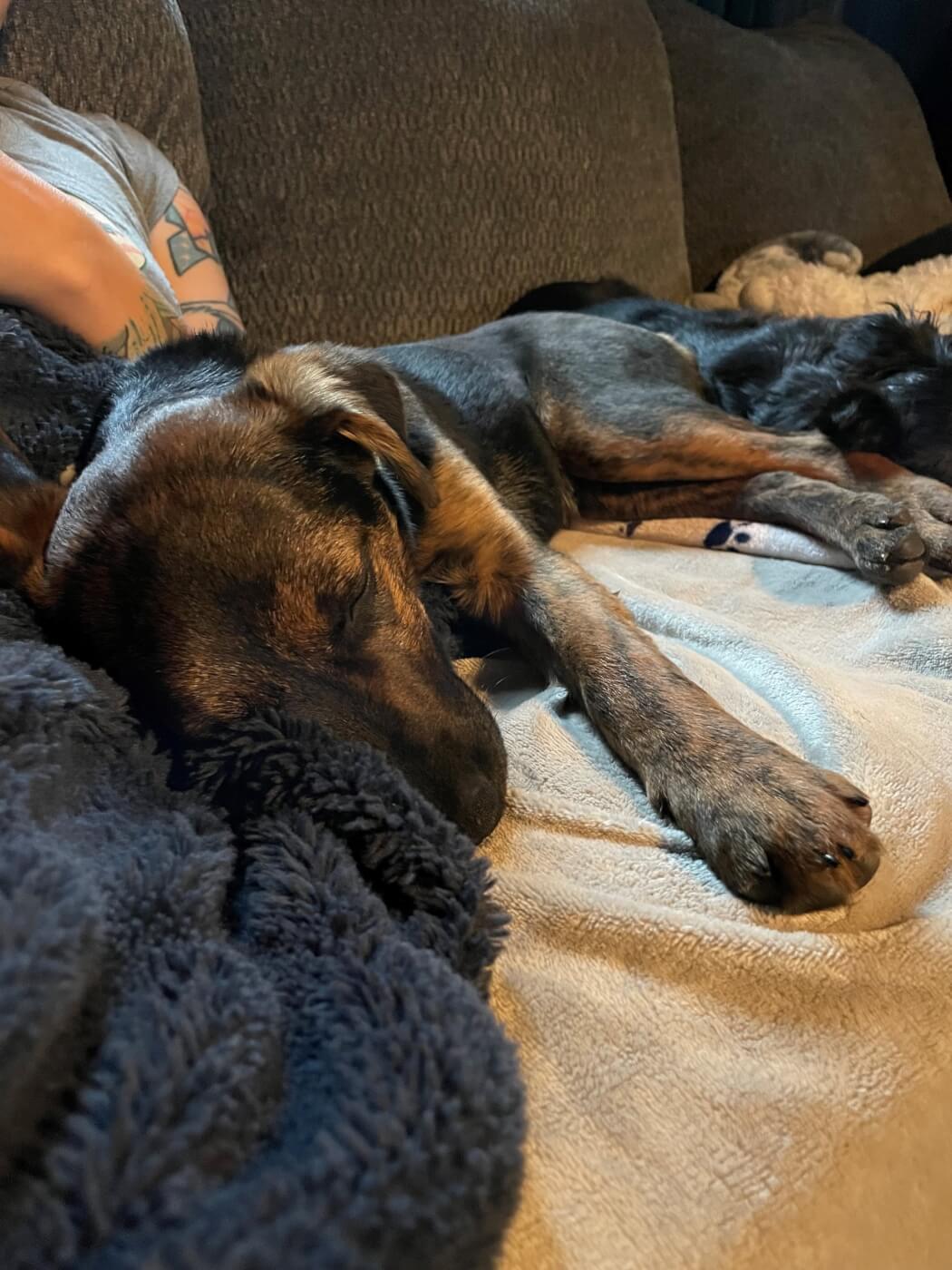 A brown puppy named Georgina takes a nap in a pile of blankets