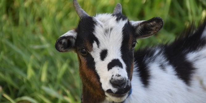 spotted young goat standing in grass