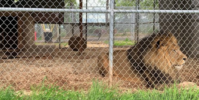 an adult male lion, laying in a barren enclosure looking to the right of frame. the enclosure is fenced in with wire metal lawn fence.