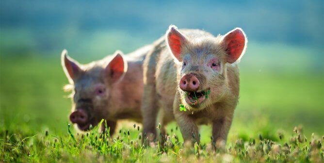 Happy piglets eat grass, as a joyful picture to represent 2023 action alert victories by PETA supporters