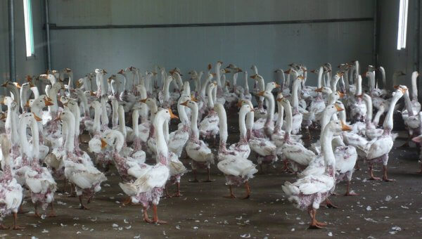 Watch These Eye-Opening PETA Videos and You’ll Never Buy Down Again