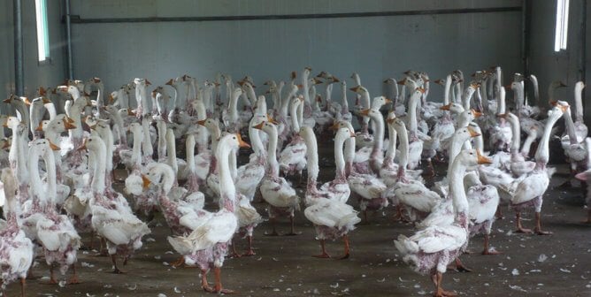 birds on a farm have been live plucked for their down feathers