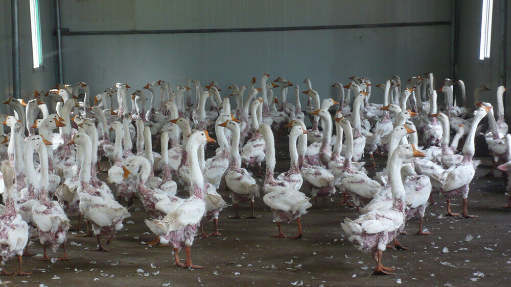birds on a farm have been live plucked for their down feathers