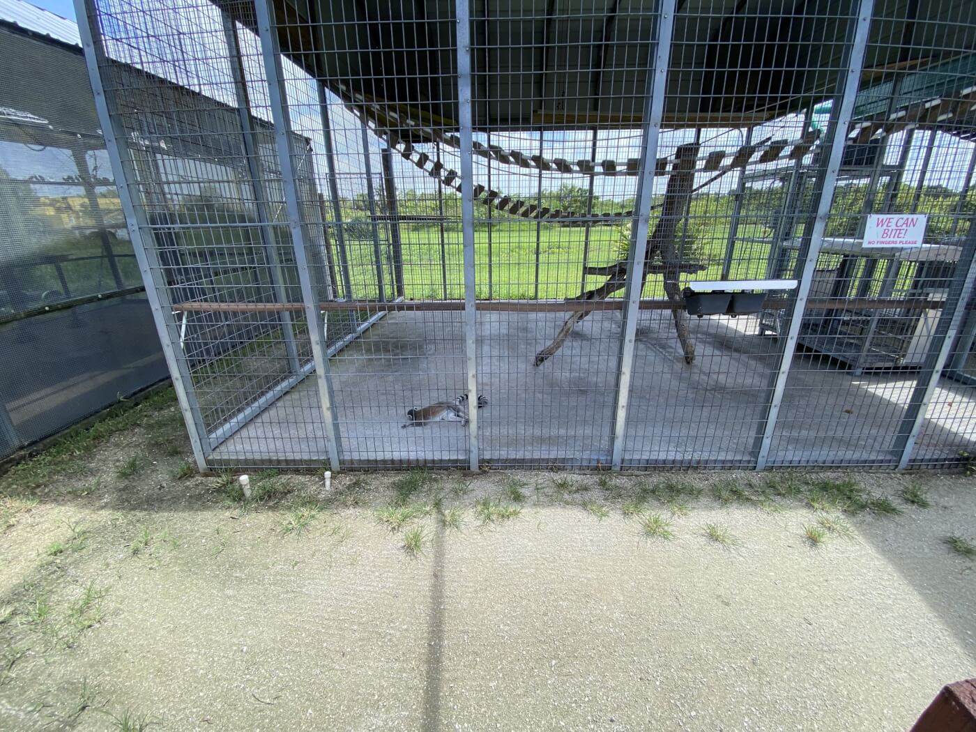 lemur enclosure at Big Cat Habitat in Sarasota, Florida