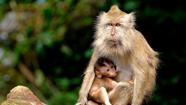 macaque with baby on tree branch