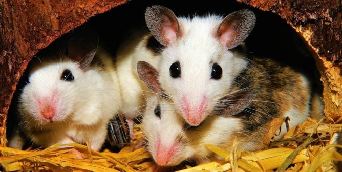 Incompetent Staff Increase Animal Body Count at Brigham and Women’s Hospital Laboratories