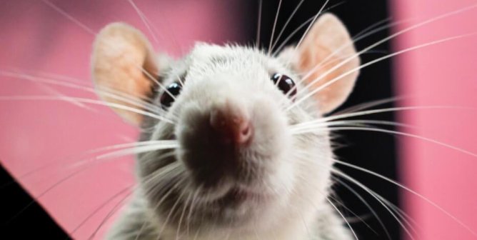 PETA Supporter to Reveal Animal Testing Horror to GenMont Shareholders