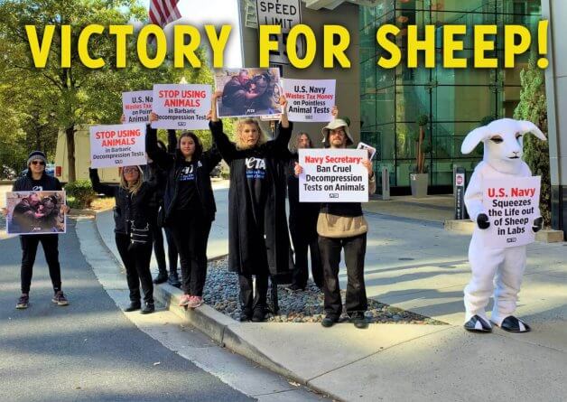 Victory! Following Pressure From PETA, Cruel Navy-Funded Tests on Sheep CANCELED