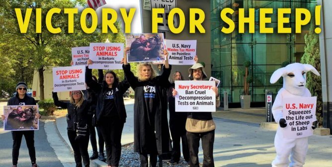 navy defense protest with victory text in yellow