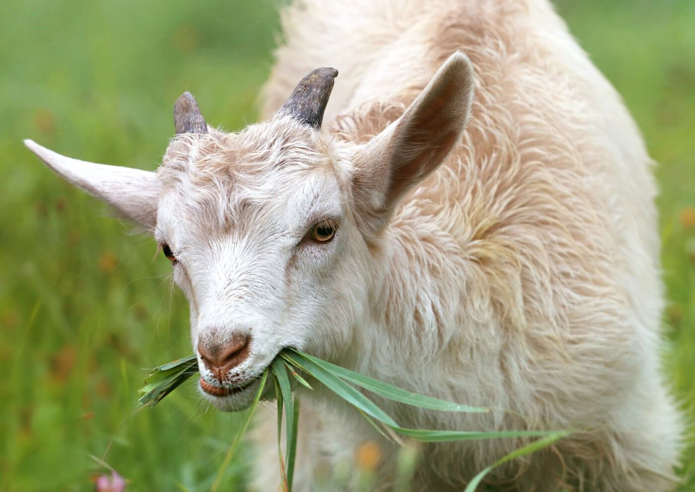 goat eating a plant