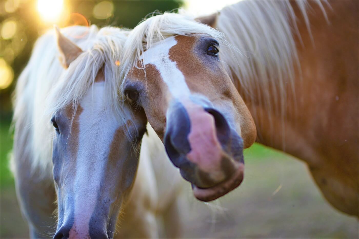 two horses pose for a picture