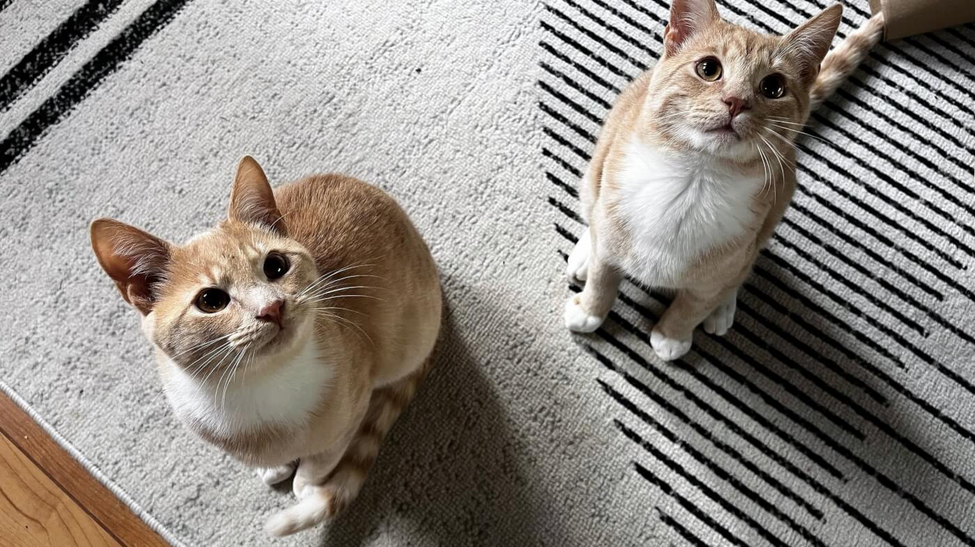 seymour edward adoptable kittens 2 scaled Meet Adoptable Kittens Edward and Seymour