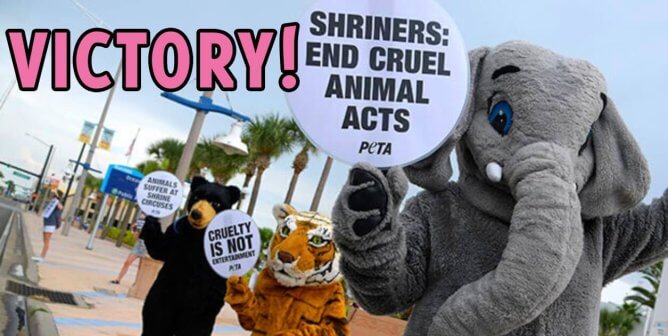 Victory text over protest agains shriners with elephant, bear, and tiger mascot
