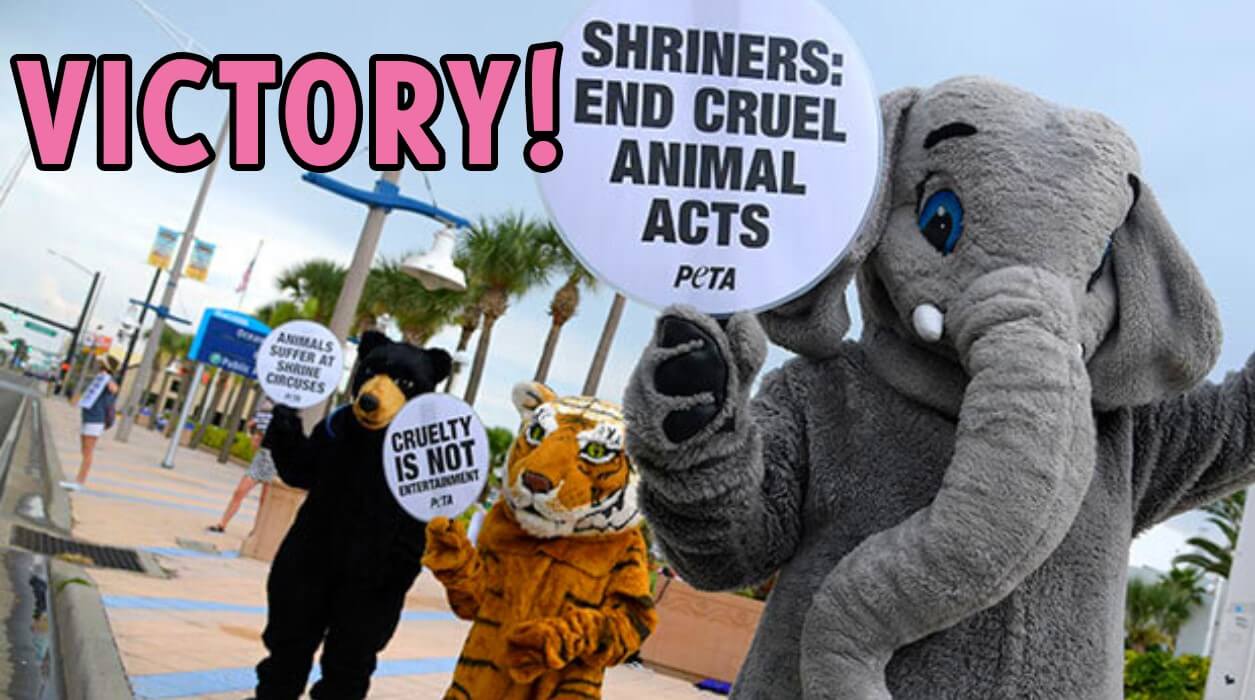 shriners victory feature image BIG NEWS: Moolah Shrine Circus Drops Elephant Acts