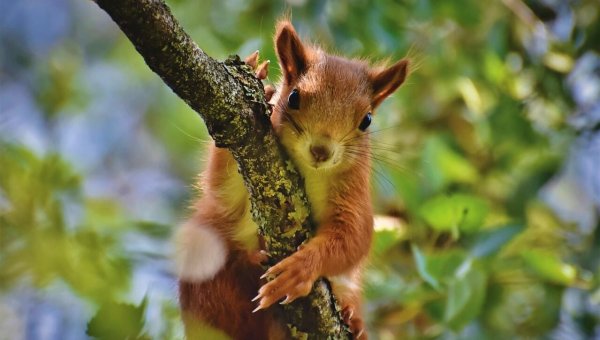 Tell Fowler Township Police to Ditch Cruel Squirrel Youth Hunt!