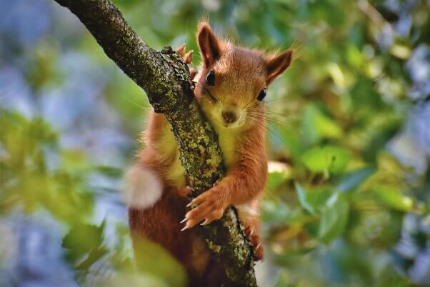 squirrel clutching tree branch
