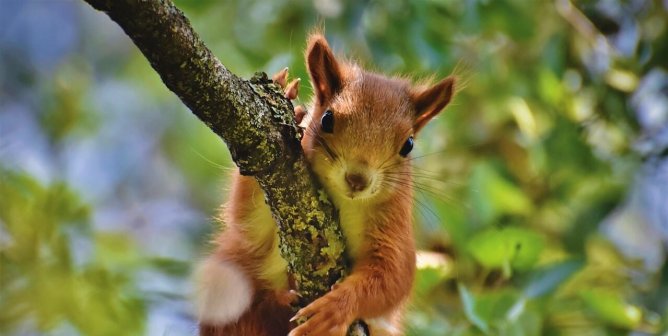 Tell Fowler Township Police to Ditch Cruel Squirrel Youth Hunt!