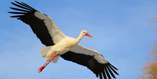 Rooftop Romance: A Devoted Stork Couple’s Epic Love Story