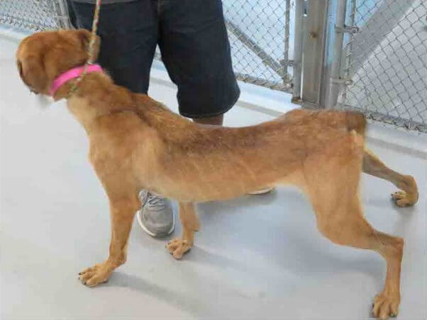 underweight dog at blue ridge kennel in Alabama